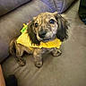 dog, puppy, long_ears, brown_fur, yellow_outfit, knitted_clothing, couch, indoor, pet, portrait, sitting, camera_facing, floppy_ears, small_dog, cute, animal, home, soft_furniture, colorful_clothing, funny_expression