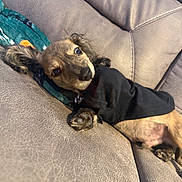 Maverick joined the competition — help win amazing prizes! dog, puppy, small_dog, black_clothing, outfit, couch, leather, indoors, pet, animal, lying_down, relaxed, portrait, brown_fur, floppy_ears, paws, collar, blanket, cozy, funny