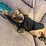 dog, puppy, small_dog, black_clothing, outfit, couch, leather, indoors, pet, animal, lying_down, relaxed, portrait, brown_fur, floppy_ears, paws, collar, blanket, cozy, funny