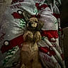 Maverick joined the competition — help win amazing prizes! dog, puppy, small_dog, brown_fur, lying_down, belly_up, portrait, pet, animal, blanket, christmas, festive, santa, indoors, bed, cozy, cute, looking_at_camera, floppy_ears, low_light