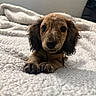 dog, puppy, long_haired, brown_fur, floppy_ears, dark_eyes, paws, collar, tag, bed, blanket, indoor, portrait, close_up, cute, adorable, pet, resting, looking_at_camera, cozy