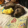 puppy, dog, brown_fur, sleeping, lying_down, plush_toy, yellow_toy, quilt, blanket, bed, cozy, indoors, pet, animal, close_up, brown_eyes, paw, floppy_ears, cuddling, cute