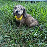 puppy, dog, grass, outdoor, yellow_collar, brown_fur, long_ears, sitting, pet, animal, canine, portrait, close_up, lawn, garden, cute, adorable, tail, natural_light, photography