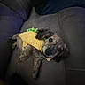 puppy, dog, pet, animal, couch, sofa, indoor, home, sleepy, lying_down, brown_fur, long_ears, puppy_face, black_nose, blue_collar, knitted_blanket, yellow_fabric, toy, portrait, cozy