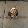 dog, puppy, pet, animal, long_ears, floppy_ears, brown_fur, red_outfit, white_stripe, couch, sofa, indoor, portrait, close_up, sitting, tail, black_nose, dark_eyes, cute, pet_photography