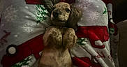 Maverick is registered to the contest to win money with this photo: puppy, dog, pet, animal, lying_down, on_back, brown_fur, floppy_ears, portrait, indoor, blanket, christmas_blanket, festive, cozy, candid, sleeping_area, close_up, cute, dark_lighting, holiday