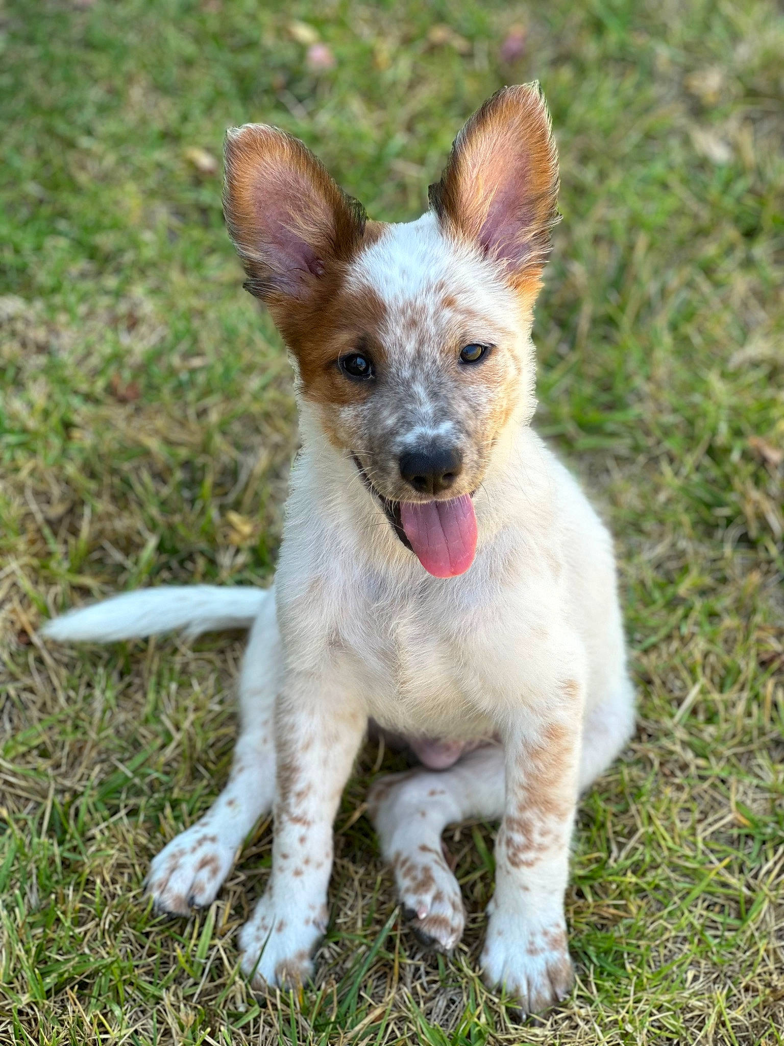 Nixon is registered to the contest to win money with this photo: canidae, carnivore, collar, companion_dog, dog, dog_breed, fawn, grass, grassland, plant, snout, sporting_group, tail, terrestrial_animal, whiskers, working_animal