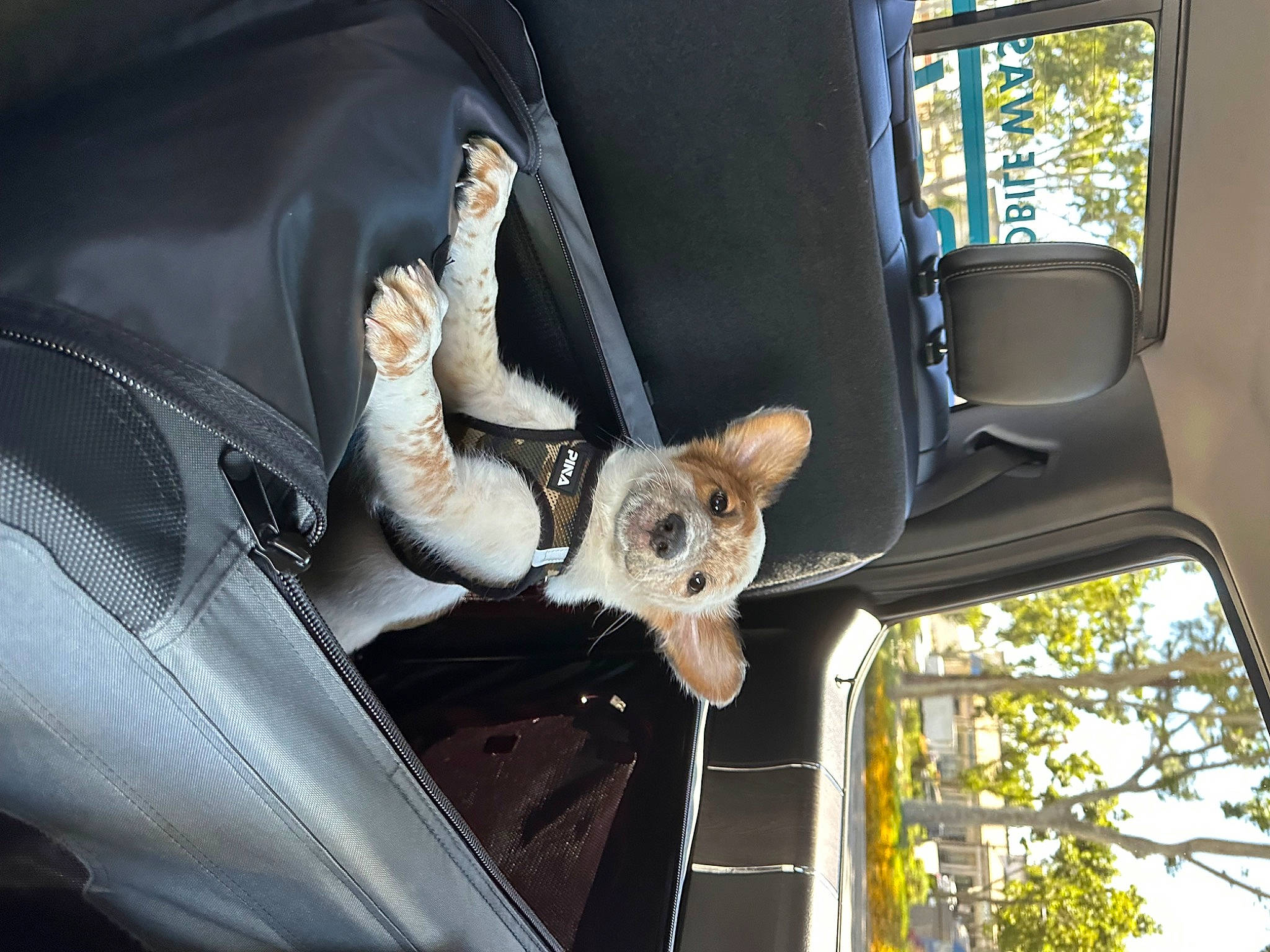 Nixon joined the competition — help win amazing prizes! auto_part, automotive_design, automotive_exterior, automotive_wheel_system, automotive_window_part, car, car_seat, car_seat_cover, family_car, fawn, hood, luxury_vehicle, motor_vehicle, personal_luxury_car, steering_wheel, tree, vehicle, vehicle_door, window, windshield