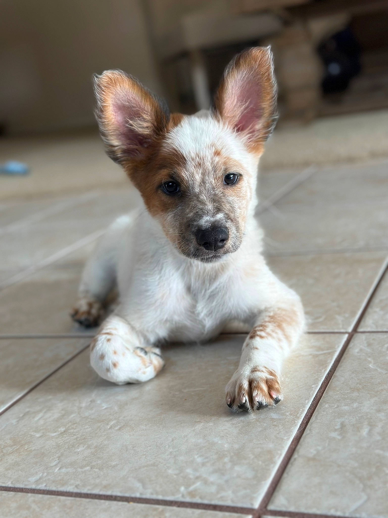 Nixon joined the competition — help win amazing prizes! canidae, carnivore, claw, companion_dog, dog, dog_breed, fawn, flooring, fur, paw, puppy, sitting, snout, tail, terrestrial_animal, toy_dog, whiskers, wildlife, wood, working_animal