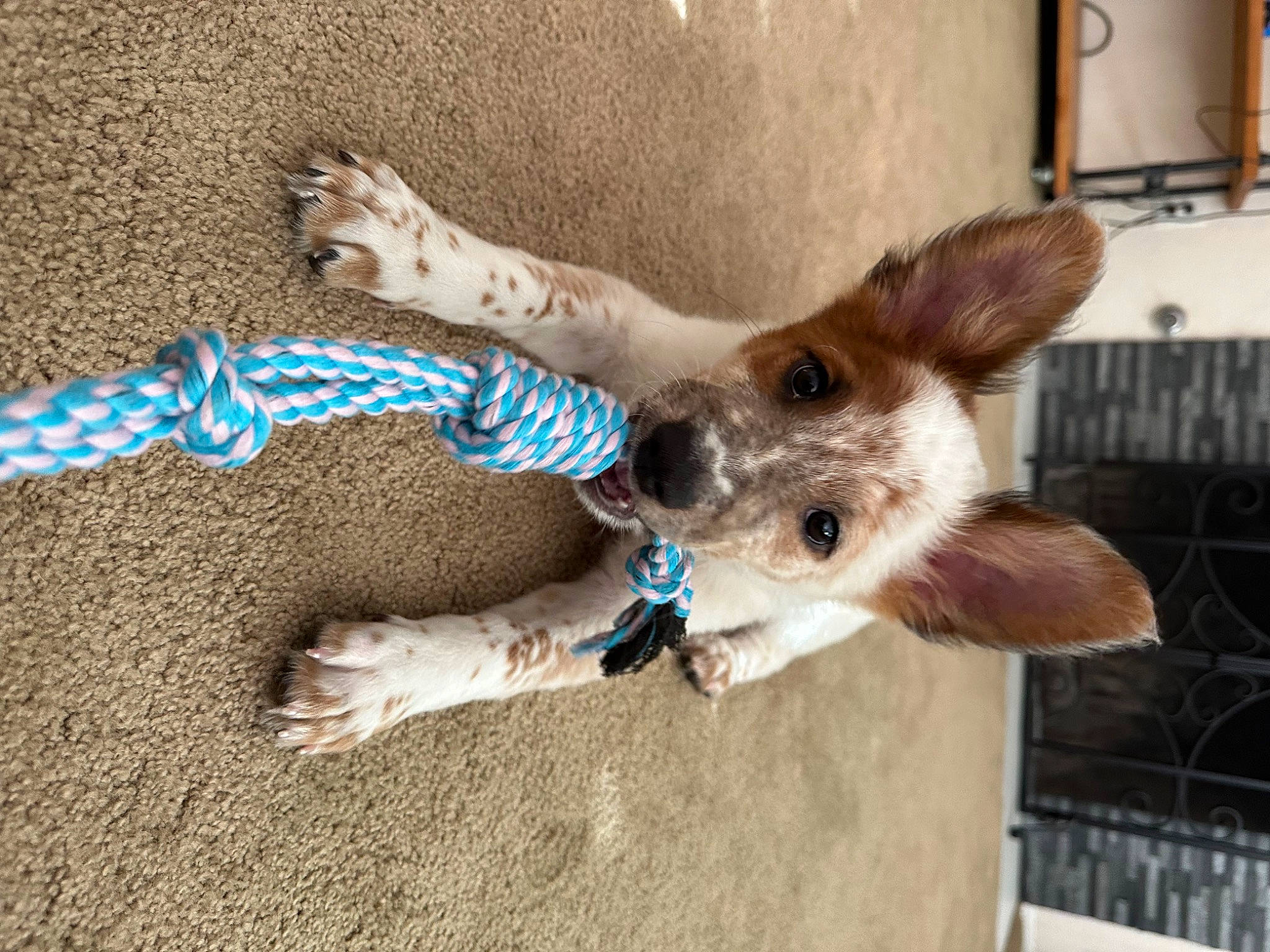 Nixon joined the competition — help win amazing prizes! canidae, carnivore, chihuahua, companion_dog, corgi_chihuahua, dog, dog_breed, dog_supply, fawn, foot, fur, mammal, paw, snout, sporting_group, tail, terrestrial_animal, toy_dog, whiskers, working_animal