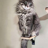 Rocky joined the competition — help win amazing prizes! cat, feline, gray_fur, long_hair, fluffy, pet, indoor, perched, wall_mounted_shelf, tail, green_eyes, portrait, whiskers, paws, cozy, wooden_shelf, looking_at_camera, soft_lighting, majestic, domestic_cat