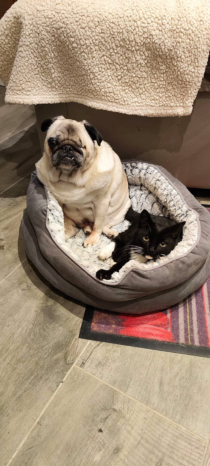 Carlos participe au concours pour gagner de l'argent avec cette photo : canidae, carnivore, cat, cat_supply, comfort, companion_dog, dog, dog_breed, fawn, felidae, flooring, hardwood, pug, snout, sporting_group, tail, toy_dog, whiskers, wood, wrinkle