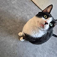 Panda a rejoint le concours — aidez-le/la à gagner de superbes lots ! cat, black_and_white, green_eyes, curious, indoor, floor, cabinet, pet, feline, whiskers, ears, nose, paws, sitting, looking_up, fur, domestic_animal, animal, close_up, portrait