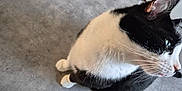 Panda a rejoint le concours — aidez-le/la à gagner de superbes lots ! cat, black_and_white, indoor, carpet, floor, whiskers, ears, feline, pet, domestic_animal, curious, sitting, looking, side_view, cabinet, furniture, gray, white, close_up, animal