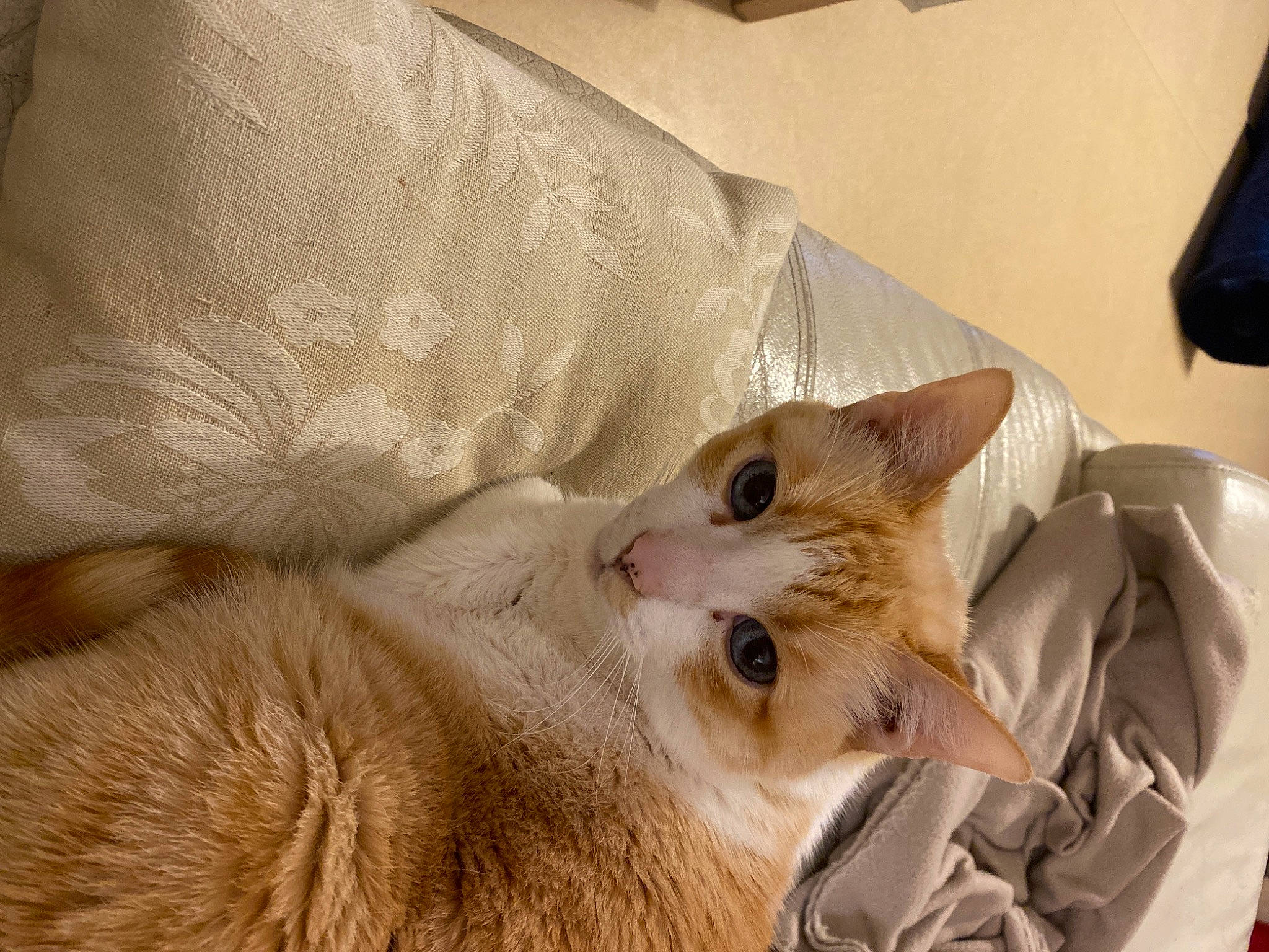 Bijou participe au concours pour gagner de l'argent avec cette photo : carnivore, cat, comfort, domestic_short_haired_cat, fawn, felidae, fur, paw, small_to_medium_sized_cats, tail, terrestrial_animal, whiskers