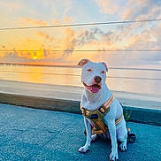 Storm is registered to the contest to win money with this photo: animal, calm, canine, clouds, concrete, dog, evening, happy, harness, leash, nature, outdoor, pet, reflection, scenic, sitting, sky, sunset, waterfront, white_dog