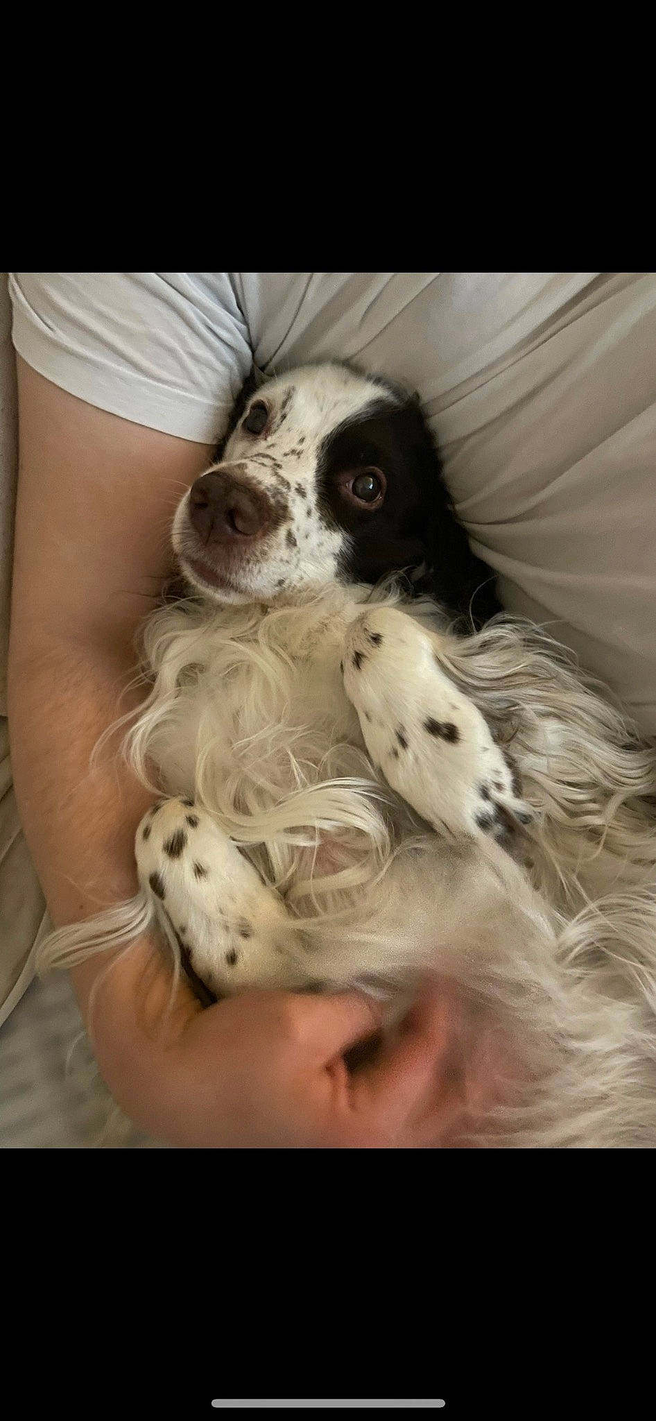 Dodger is registered to the contest to win money with this photo: canidae, carnivore, cavalier_king_charles_spaniel, cocker_spaniel, companion_dog, dog, dog_breed, dog_collar, dog_supply, fawn, fur, happy, paw, puppy_love, snout, spaniel, sporting_group, toy_dog, whiskers, working_animal