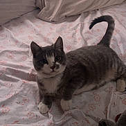 Echo joined the competition — help win amazing prizes! kitten, cat, bed, pillow, blanket, indoor, feline, fur, pet, curious, resting, striped, white, gray, cozy, domestic, cute, animal, floral, sleeping_area