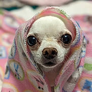 Daisy is registered to the contest to win money with this photo: dog, chihuahua, blanket, wrapped, cute, pet, animal, white_dog, closeup, portrait, indoor, cozy, soft_focus, eyes, face, snout, fur, pink, pattern, warm