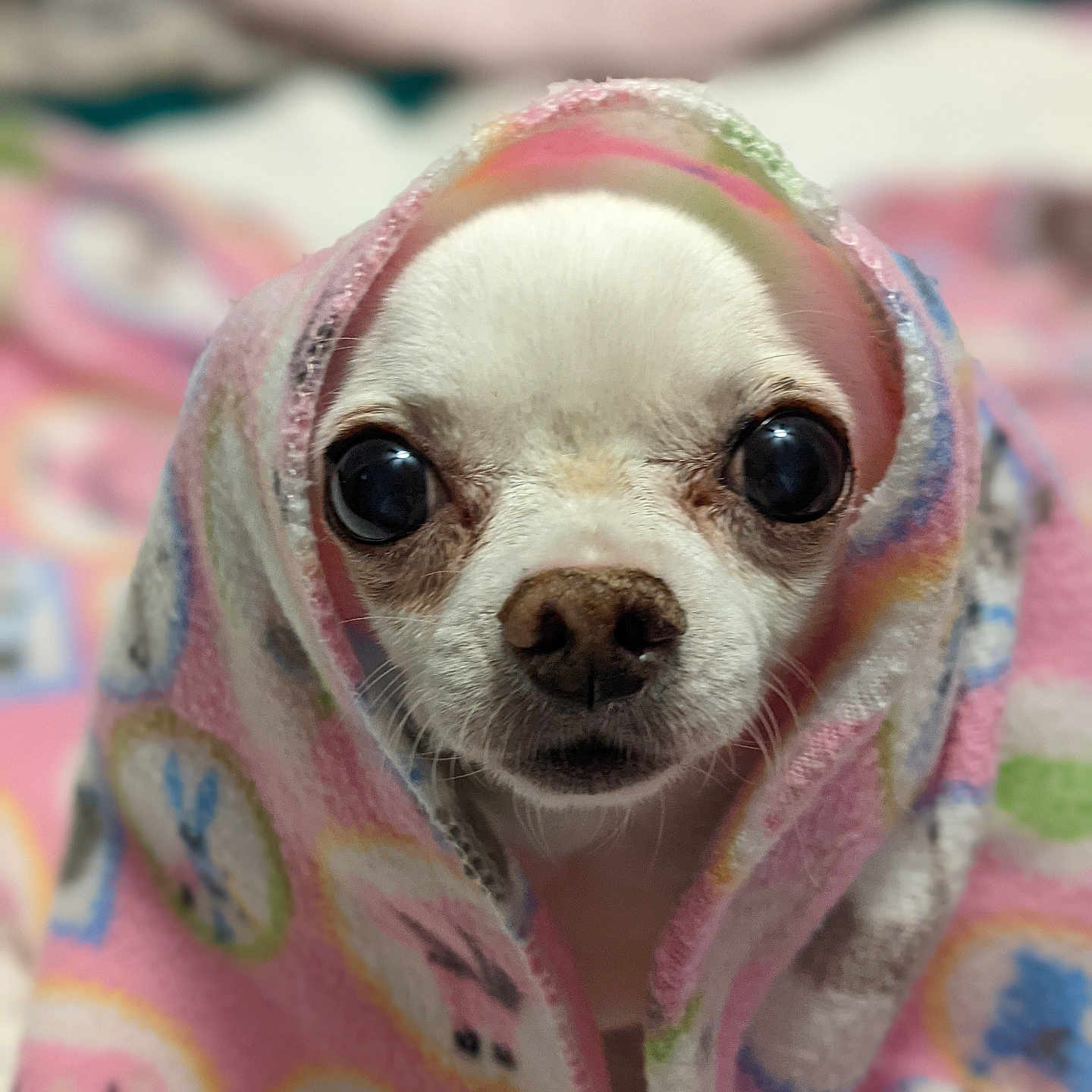 Daisy is registered to the contest to win money with this photo: animal, blanket, chihuahua, closeup, cozy, cute, dog, eyes, face, fur, indoor, pattern, pet, pink, portrait, snout, soft_focus, warm, white_dog, wrapped