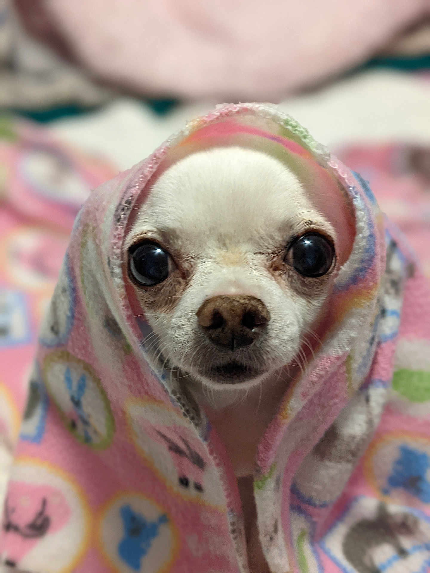Daisy is registered to the contest to win money with this photo: dog, chihuahua, blanket, wrapped, cute, pet, animal, white_dog, closeup, portrait, indoor, cozy, soft_focus, eyes, face, snout, fur, pink, pattern, warm