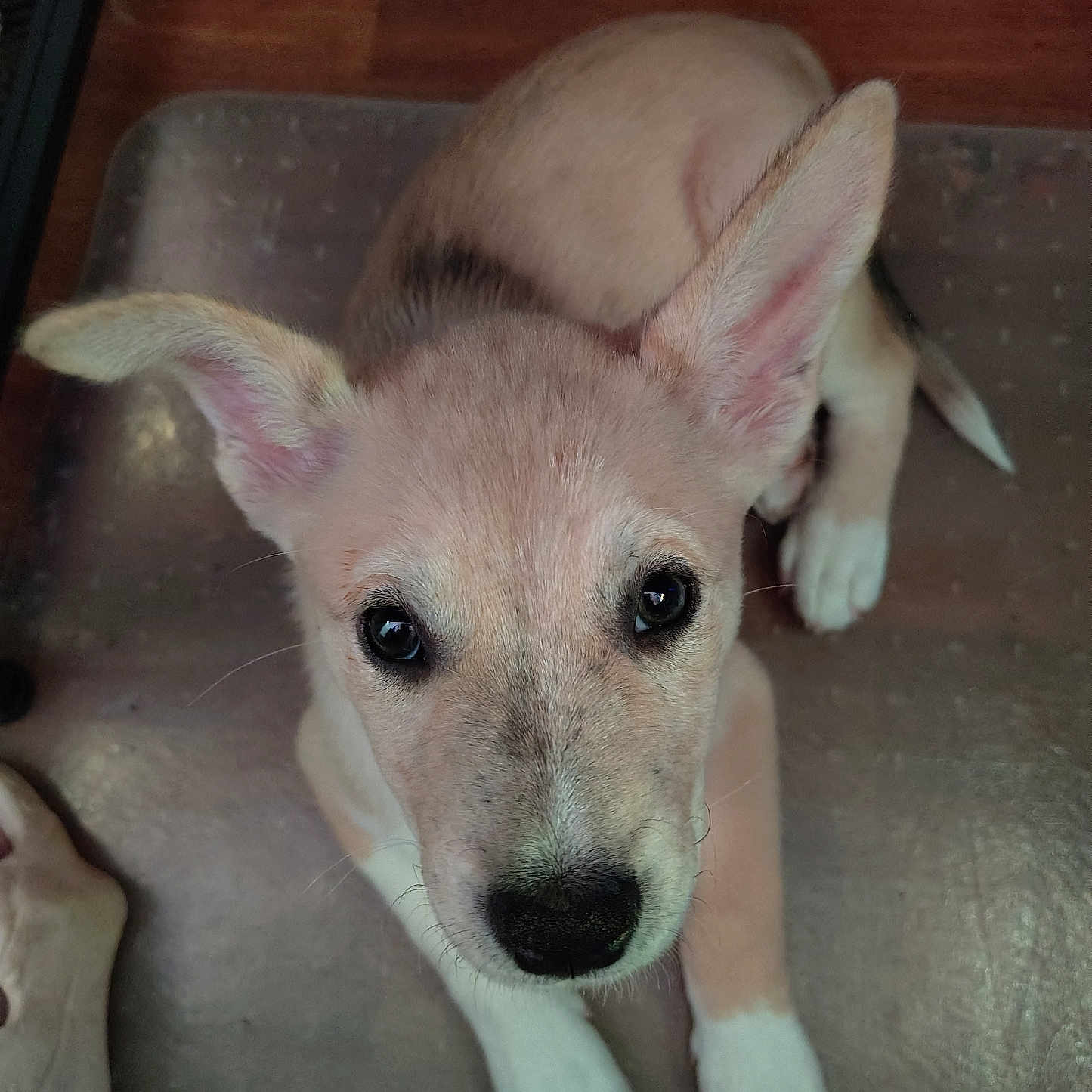 Sopithia joined the competition — help win amazing prizes! adorable, animal, brown_fur, chew_toy, companion, cute, dog, ears, eyes, floor, fur, indoor, looking_up, mat, nose, paws, pet, puppy, white_paws, young