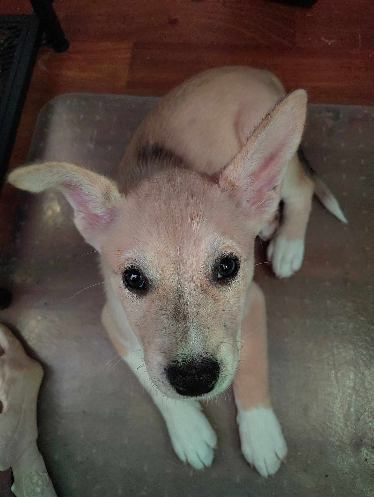 Sopithia joined the competition — help win amazing prizes! puppy, dog, pet, ears, eyes, nose, paws, mat, chew_toy, indoor, floor, cute, animal, young, looking_up, fur, white_paws, brown_fur, adorable, companion