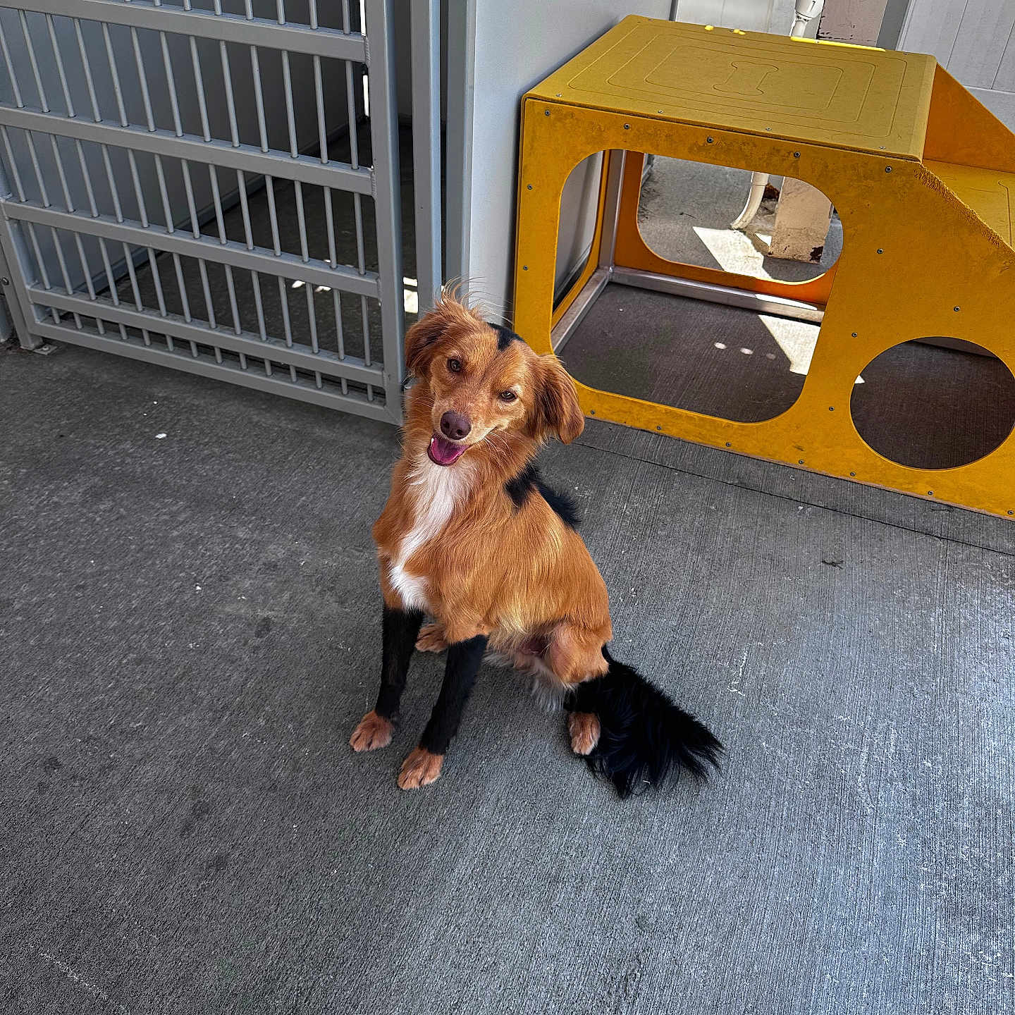 Spirit joined the competition — help win amazing prizes! animal, architecture, building, canine, den, dog, doghouse, goldenretriever, hound, indoors, interiordesign, kennel, outdoors, pet, playarea, plywood, puppy, shelter, slate, wood