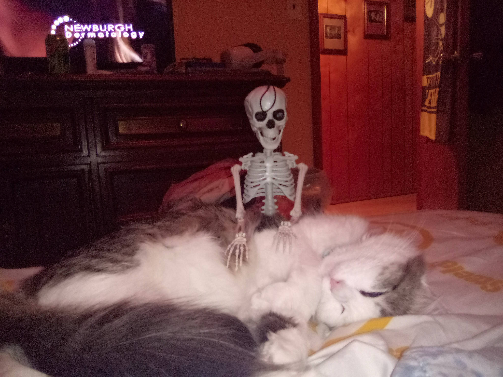 C.c Mobile Roberts is registered to the contest to win money with this photo: borzoi, canidae, carnivore, comfort, companion_dog, dog_breed, feather, felidae, fur, lap, paw, picture_frame, room, sitting, skull, small_to_medium_sized_cats, sporting_group, tail, toy_dog, whiskers