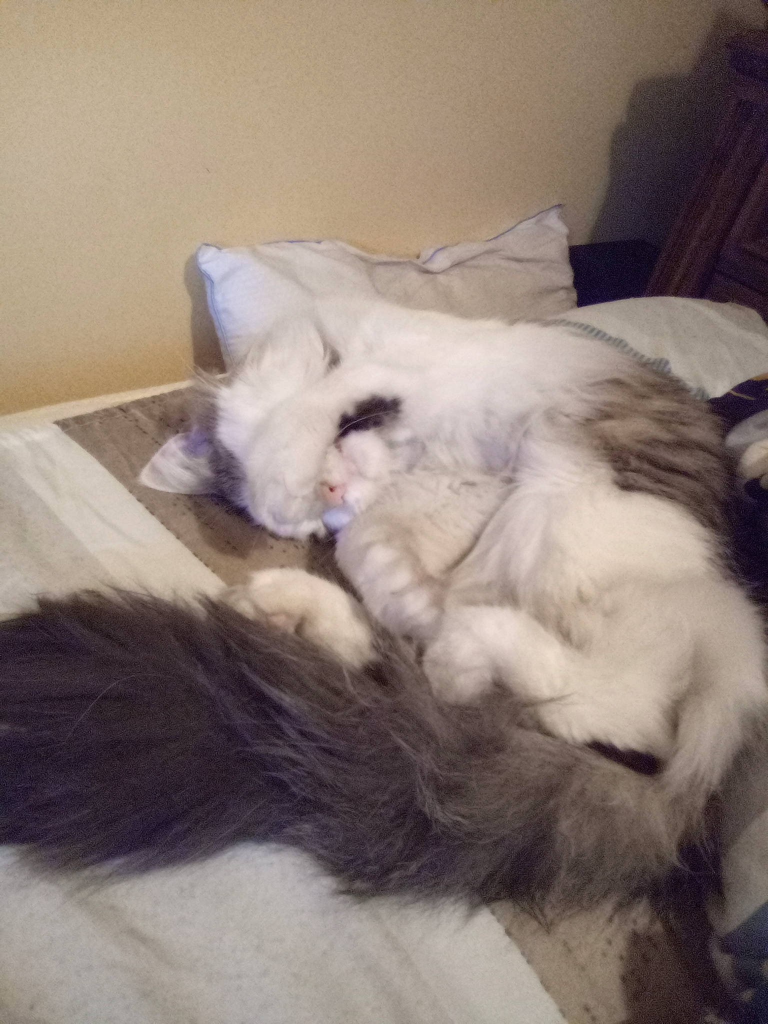 C.c Mobile Roberts joined the competition — help win amazing prizes! bed, canidae, carnivore, cat, claw, comfort, companion_dog, dog_breed, fang, fawn, felidae, fur, nap, paw, ragdoll, sleep, small_to_medium_sized_cats, snout, tail, whiskers