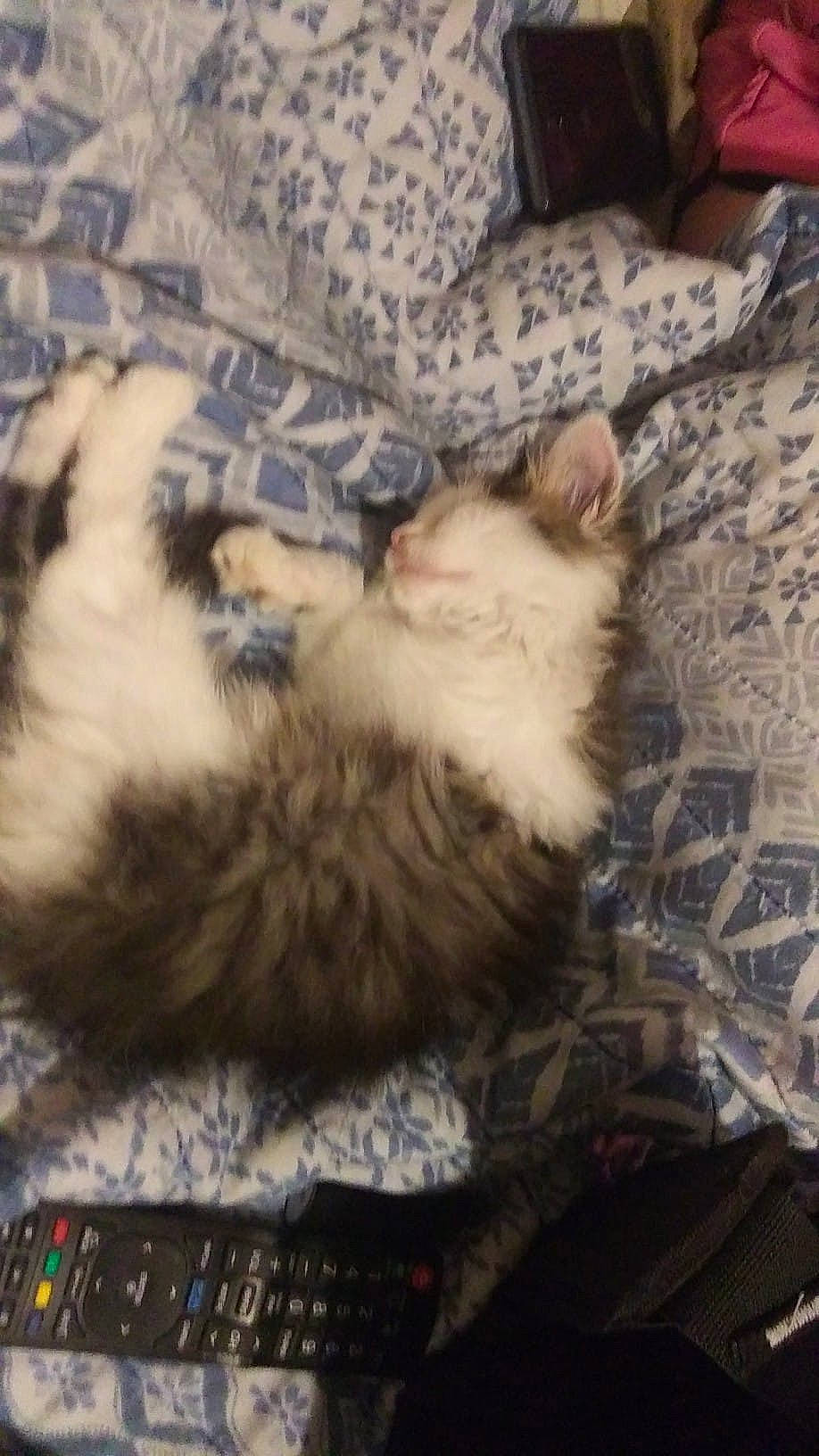 C.c. Mobile Roberts is registered to the contest to win money with this photo: carnivore, cat, claw, cloud, comfort, domestic_short_haired_cat, fawn, felidae, flooring, fur, grey, hardwood, lap, nap, paw, small_to_medium_sized_cats, snout, tail, whiskers, wood