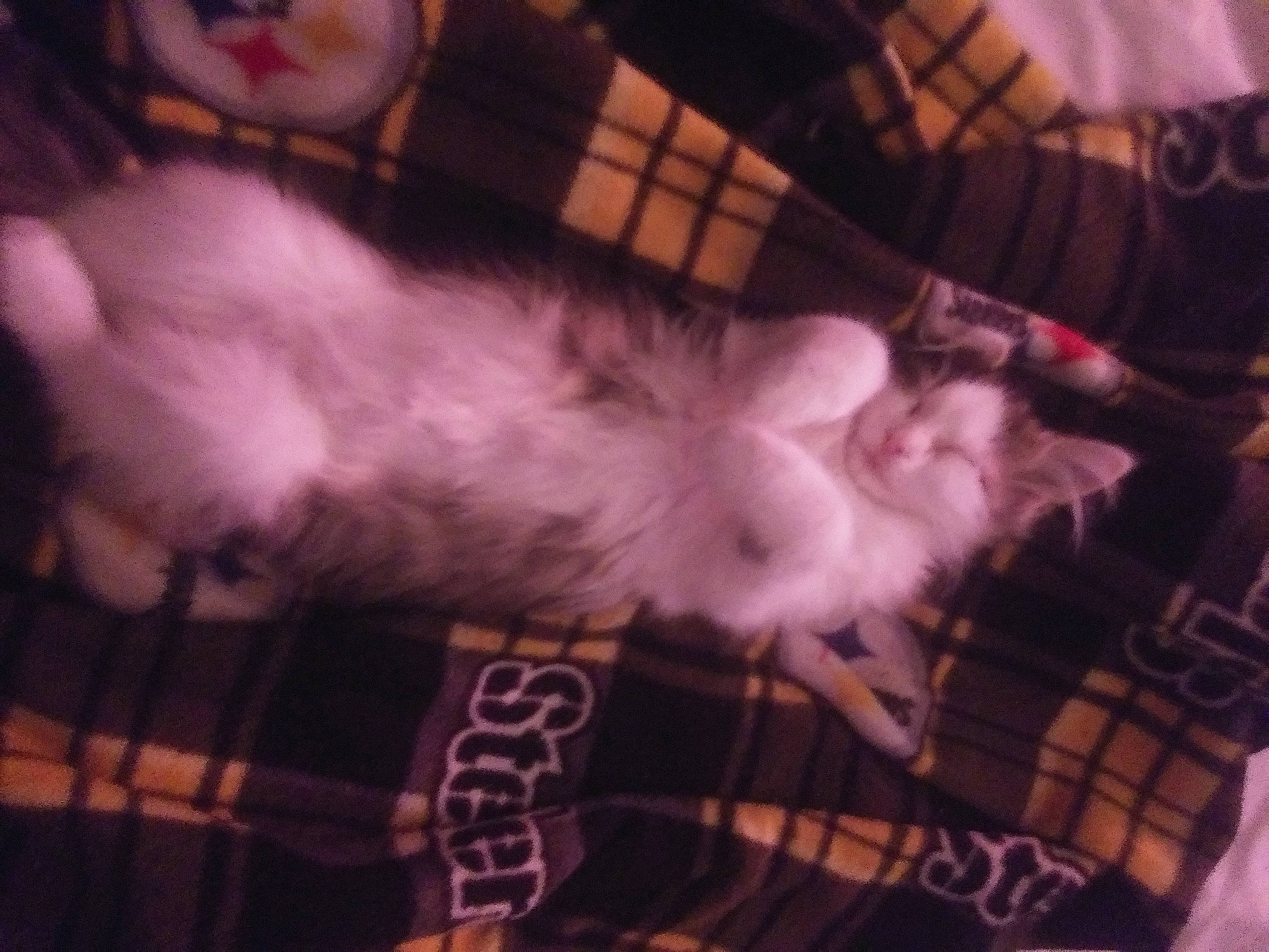 C.c. Mobile Roberts is registered to the contest to win money with this photo: bed, canidae, carnivore, cat, comfort, companion_dog, couch, darkness, dog_breed, felidae, fur, head, lap, nap, paw, plaid, small_to_medium_sized_cats, sporting_group, tail, whiskers