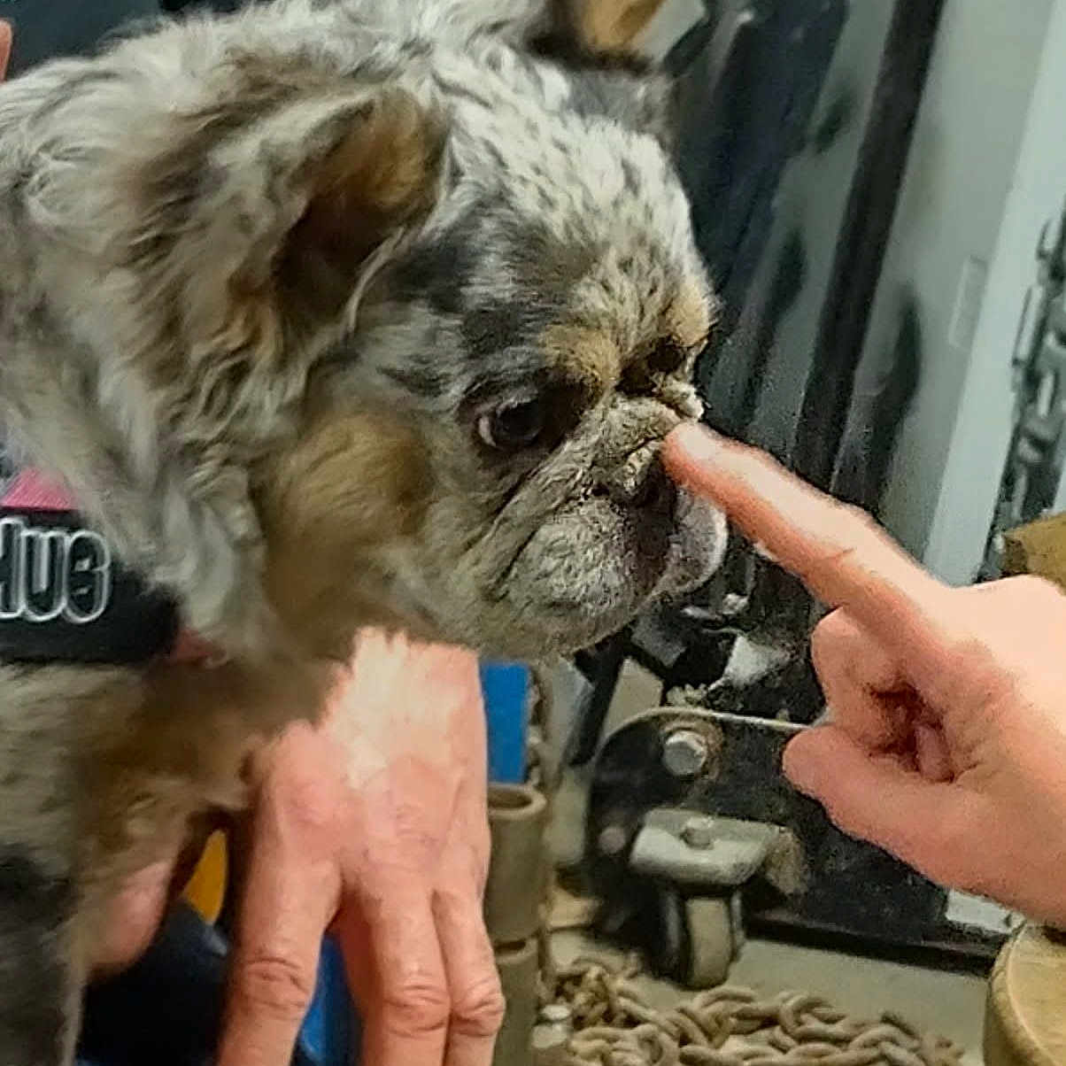 Phoebee Mcgee is registered to the contest to win money with this photo: animal, bodypart, bulldog, canine, cream, dessert, doctor, dog, finger, food, hand, icecream, person, pet, photobombing, puppy, rabbit, sink, snout, veterinarian