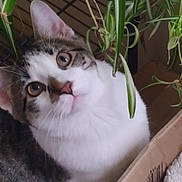 Link is registered to the contest to win money with this photo: animal, box, cat, closeup, cozy, curious, cute, ears, eyes, feline, fur, greenery, houseplant, indoor, pet, plant, portrait, tabby, whiskers, white_fur