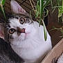 animal, box, cat, closeup, cozy, curious, cute, ears, eyes, feline, fur, greenery, houseplant, indoor, pet, plant, portrait, tabby, whiskers, white_fur