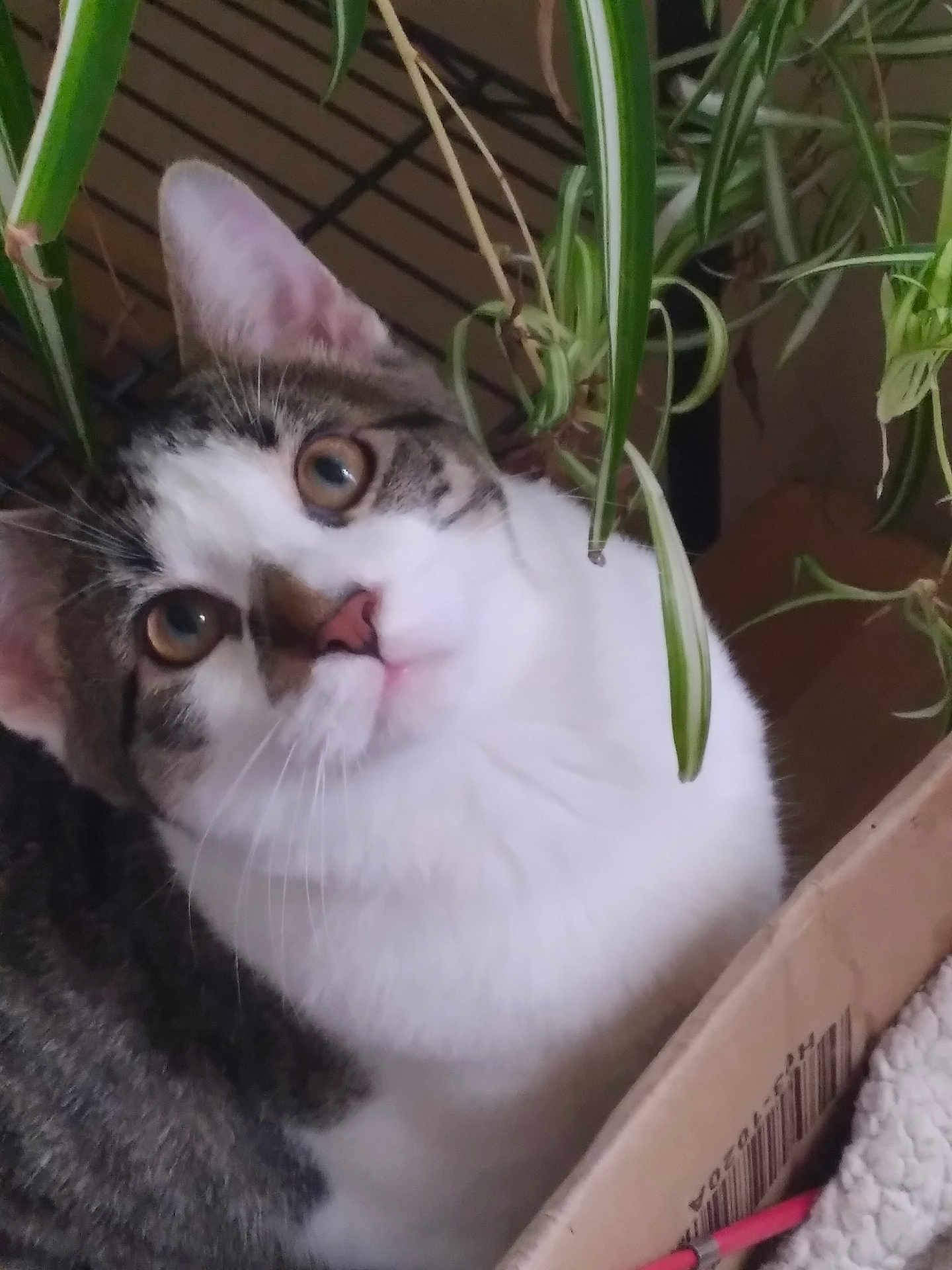 Link is registered to the contest to win money with this photo: animal, box, cat, closeup, cozy, curious, cute, ears, eyes, feline, fur, greenery, houseplant, indoor, pet, plant, portrait, tabby, whiskers, white_fur