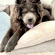 Grizz joined the competition — help win amazing prizes! dog, fluffy, tongue_out, relaxed, blankets, cozy, indoor, pet, fur, happy, canine, laying_down, comfortable, home, resting, portrait, cute, animal, furniture, soft