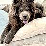 dog, fluffy, tongue_out, relaxed, blankets, cozy, indoor, pet, fur, happy, canine, laying_down, comfortable, home, resting, portrait, cute, animal, furniture, soft