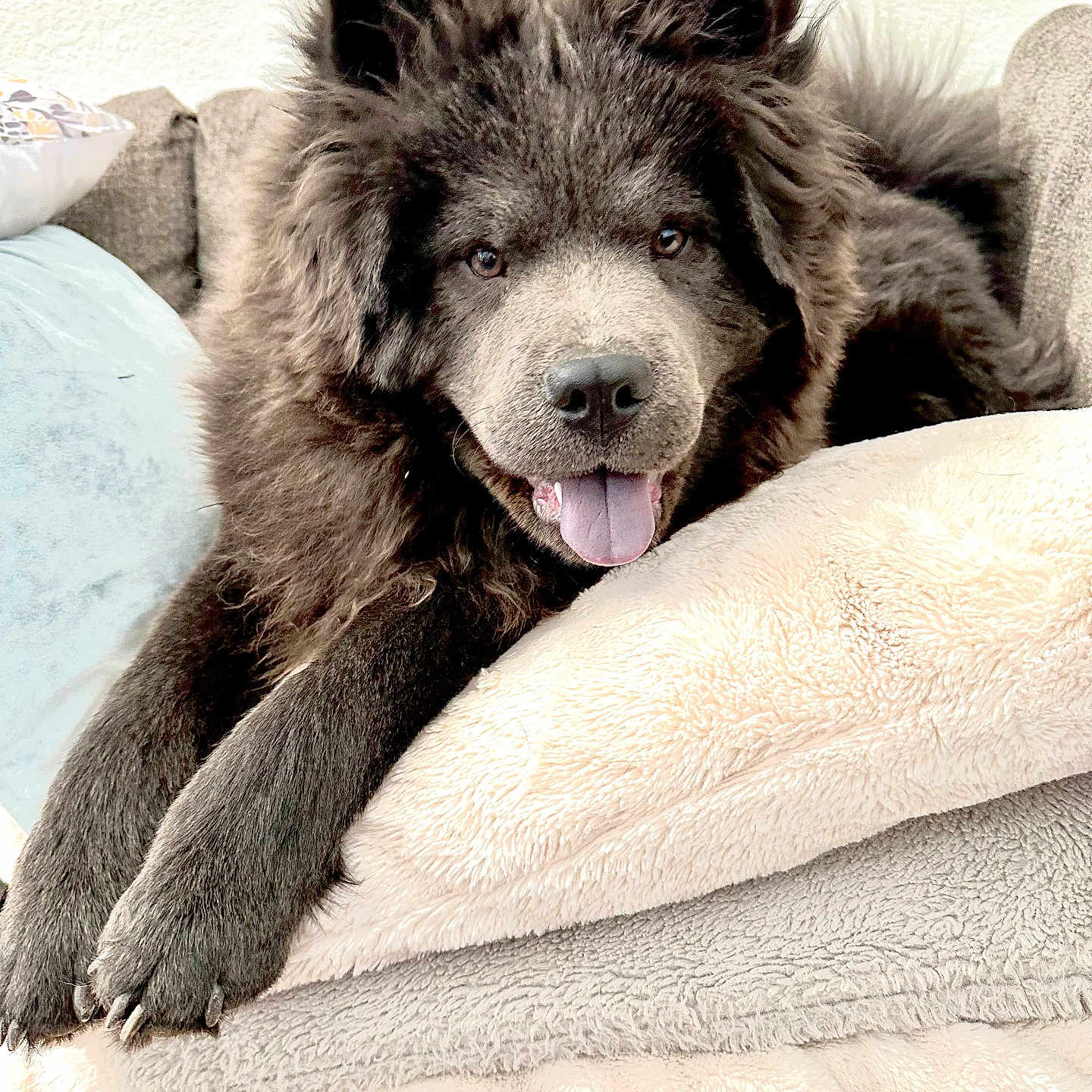 Grizz