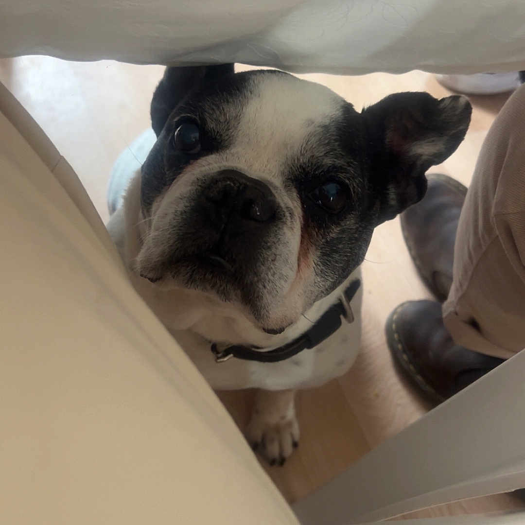 Hadele participe au concours pour gagner de l'argent avec cette photo : animal, black_and_white, boots, collar, companion, curious, cute, dog, domestic, ears, face, floor, french_bulldog, fur, indoor, looking_up, pet, small_dog, tablecloth, whiskers