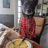 Luna participe au concours pour gagner de l'argent avec cette photo : animal, bread, chair, dining, dog, floor, food, fork, fur, glass, indoor, kitchen, knife, painting, pet, plate, red_cloth, table, waiting, window