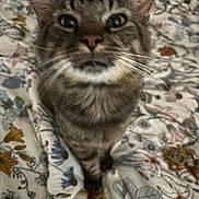 Big Cat is registered to the contest to win money with this photo: animal, bedspread, blurred, cat, closeup, curious, domestic, ears, eyes, feline, floral_pattern, fur, indoor, mammal, nose, pet, soft, striped, tabby, whiskers