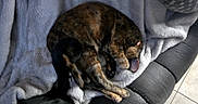 Maple is registered to the contest to win money with this photo: cat, tortoiseshell, sleeping, curled_up, blanket, soft, couch, leather, indoor, pet, feline, resting, cozy, fur, animal, relaxed, paw, tail, home, comfort