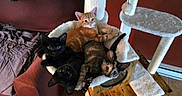 Maple is registered to the contest to win money with this photo: black_cat, cat, cat_hammock, cat_tree, cozy, cute, ears, eyes, feline, fur, home_interior, indoor, kitten, orange_cat, pet, resting, snuggling, tortoiseshell_cat, whiskers, wooden_furniture