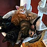 Maple is registered to the contest to win money with this photo: cat, kitten, black_cat, orange_cat, tortoiseshell_cat, cat_tree, cat_hammock, feline, pet, indoor, cute, resting, snuggling, fur, whiskers, ears, eyes, home_interior, wooden_furniture, cozy