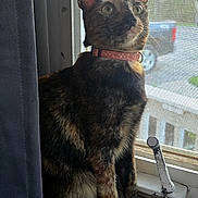 Maple joined the competition — help win amazing prizes! cat, tortoiseshell_cat, windowsill, curtain, window, mesh_screen, collar, pet, indoor, sunlight, animal, feline, curious, sitting, looking_out, quiet, domestic, closeup, house, daylight