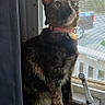 cat, tortoiseshell_cat, windowsill, curtain, window, mesh_screen, collar, pet, indoor, sunlight, animal, feline, curious, sitting, looking_out, quiet, domestic, closeup, house, daylight