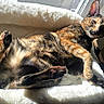 cat, tortoiseshell_cat, sunlight, window, pet_bed, fluffy_bed, indoor, relaxed, paw, feline, animal, cute, resting, cozy, playful, fur, whiskers, ears, tail, comfort