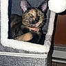 Maple is registered to the contest to win money with this photo: cat, tortoiseshell_cat, cat_tower, indoor, pet, feline, pom_pom, cozy, fur, animal, playful, pet_accessory, home, tile_floor, resting, collar, cute, small_space, furniture, whiskers