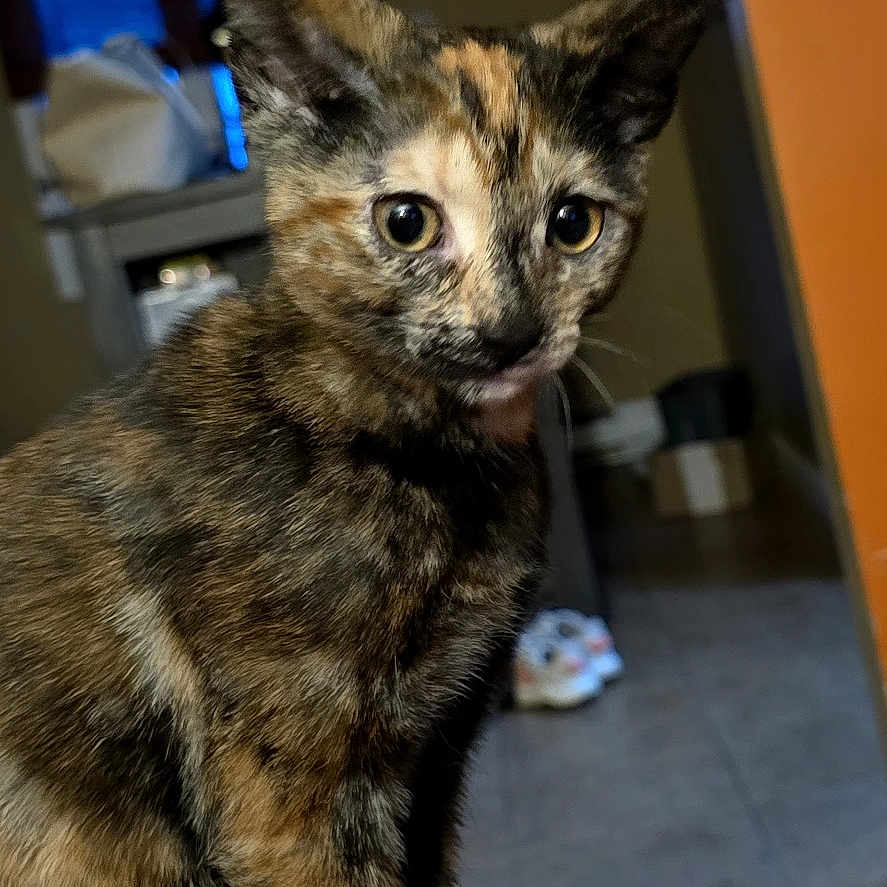 Maple is registered to the contest to win money with this photo: cat, tortoiseshell, indoor, animal, pet, feline, curious, ears, wide_eyes, seated, fur, domestic, looking, home, window, dim_light, orange_wall, floor, household_items, cozy